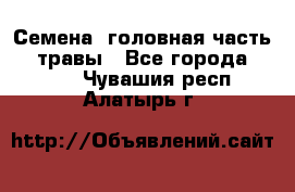 Семена (головная часть))) травы - Все города  »    . Чувашия респ.,Алатырь г.